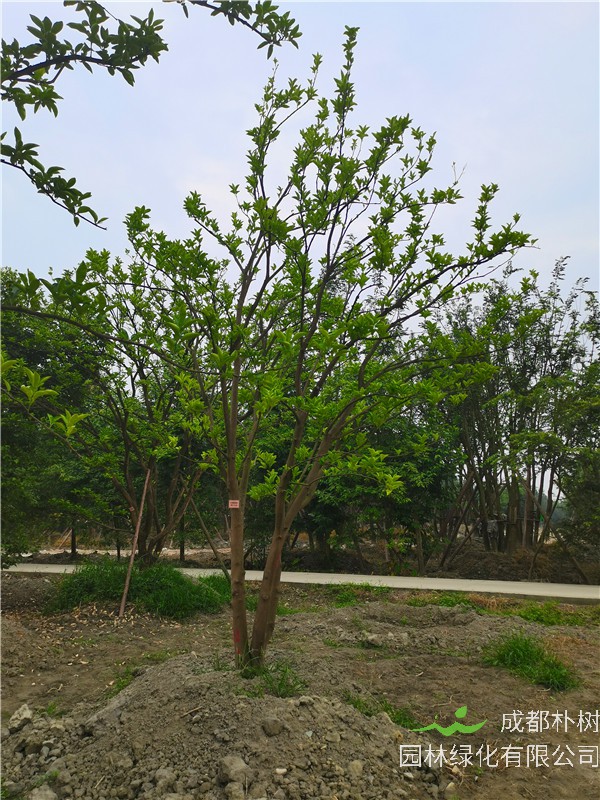 柚子树苗叶子干枯怎么回事？